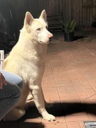 Reunited Male Dog last seen Near crested green dr , Houston tx 77082, Houston, TX 77082