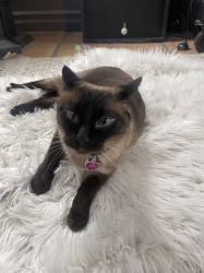 Reunited Female Cat last seen we live in between greenwood and linden on 80th street, Seattle, WA 98103