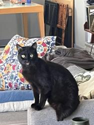 Reunited Male Cat last seen 122nd street / menlo ave , hawthorne , ca, Hawthorne, CA 90250
