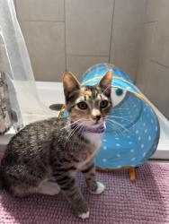 Reunited Female Cat last seen Jarvis, San Jose, CA 95118