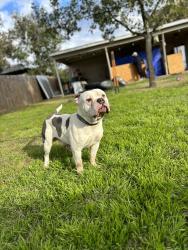 Reunited Male Dog last seen Cheryl, Bedford, TX 76022