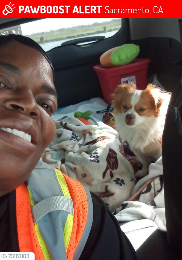 Lost Male Dog last seen Mack Road / center parkwy, Sacramento, CA 95823