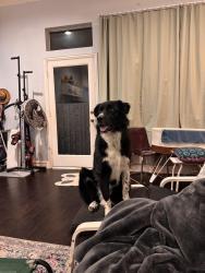 Reunited Male Dog last seen Mission Ridge and Spring Creek Pkwy, Plano, TX 75023