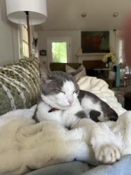 Lost Male Cat last seen Quailwood, Athens, GA 30606