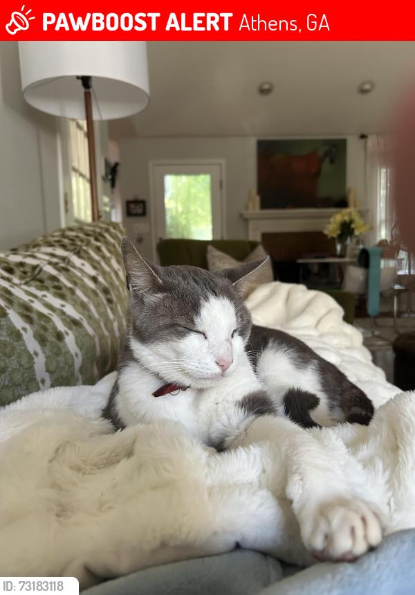 Lost Male Cat last seen Quailwood, Athens, GA 30606