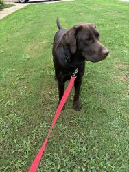 Found/Stray Male Dog last seen Publix in Duncan, Duncan, SC 29334