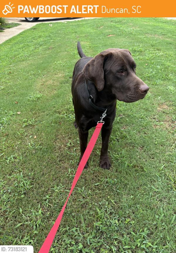 Found/Stray Male Dog last seen Publix in Duncan, Duncan, SC 29334