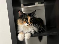 Lost Female Cat last seen Circle K near OC fair, across the gas station, Costa Mesa, CA 92627