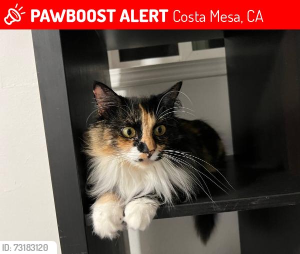 Lost Female Cat last seen Circle K near OC fair, across the gas station, Costa Mesa, CA 92627