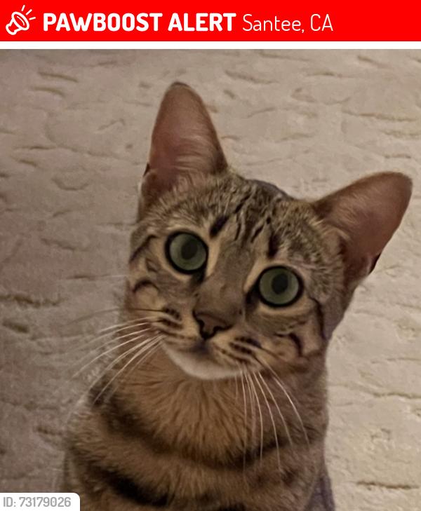 Lost Female Cat last seen Mesa road, Santee, CA 92071