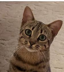 Lost Female Cat last seen Mesa road, Santee, CA 92071