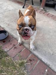 Reunited Male Dog last seen Cantara st / Radford Ave, Los Angeles, CA 91605