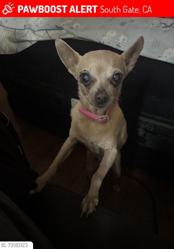 Lost Female Dog last seen Mckinley Ave, Gardendale Street main streets near there, South Gate, CA 90280