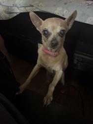 Lost Female Dog last seen Mckinley Ave, Gardendale Street main streets near there, South Gate, CA 90280