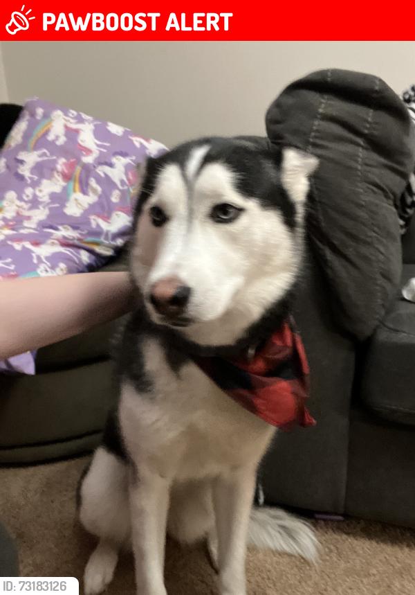 Lost Female Dog last seen Enenity, Midland Township, MO 63114