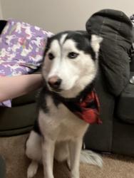 Lost Female Dog last seen Enenity, Midland Township, MO 63114