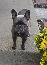 Reunited Male Dog last seen El camino, Sacramento, CA 95825