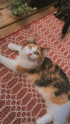 Lost Female Cat last seen Eastway blvd, Charlotte, NC 28215