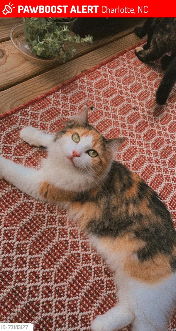 Lost Female Cat last seen Eastway blvd, Charlotte, NC 28215