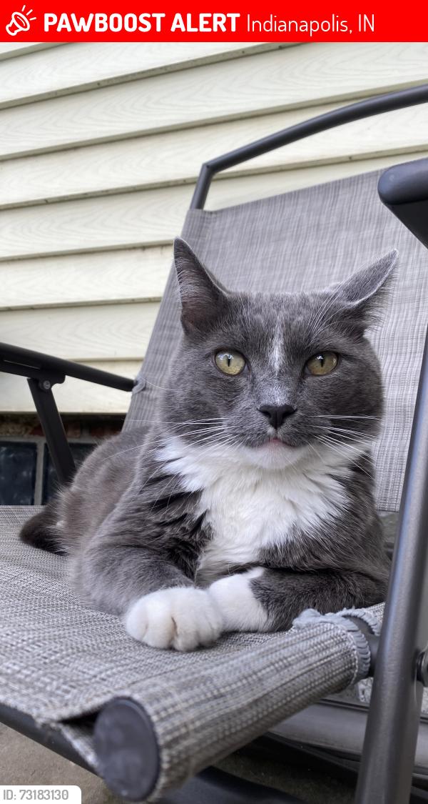 Lost Male Cat last seen 13th & N Gale Street, Indianapolis, IN 46201