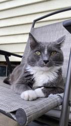 Lost Male Cat last seen 13th & N Gale Street, Indianapolis, IN 46201