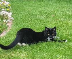 Reunited Female Cat last seen Nn56rg, West Northamptonshire, England NN5 6RG