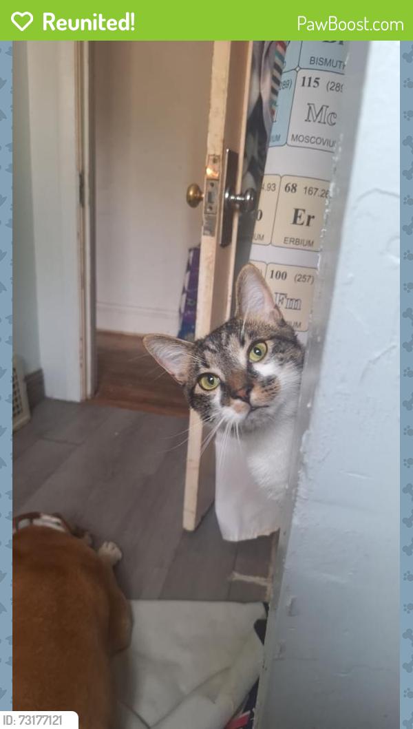 Reunited Male Cat last seen Oakwood & Berk, Cuyahoga Falls, OH 44221