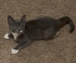 Lost Female Cat last seen Scenic hwy, Snellville, GA 30039