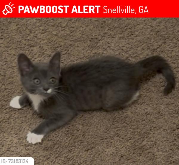 Lost Female Cat last seen Scenic hwy, Snellville, GA 30039