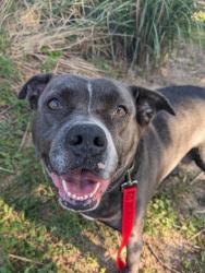 Shelter Stray Female Dog last seen Herndon, VA, 20171, Angeline Dr & Spofford Rd, Fairfax County, VA, 4500 West Ox Rd, Fairfax, VA 22030, USA