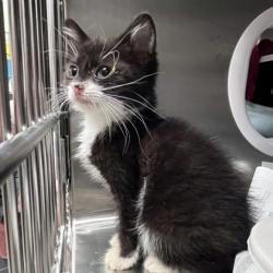 Shelter Stray Male Cat last seen Near Union Rd, Brooklyn, Village of, WI, 5132 Voges Rd, Madison, WI 53718, USA