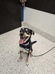 Shelter Stray Female Dog last seen 1040-531 NORTHSIDE DR NW, Atlanta, GA, 1251 Fulton Industrial Blvd NW, Atlanta, GA 30336, USA