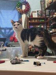 Reunited Male Cat last seen Near Taqueria El Cabrito On 11th street, Milwaukee, WI 53204