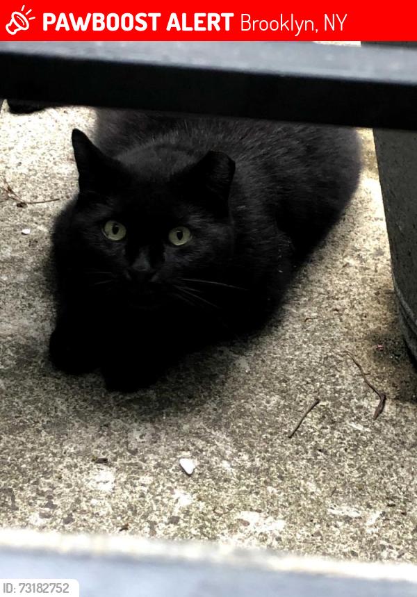 Lost Female Cat last seen Patchen Ave, Brooklyn, NY 11221