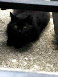Lost Female Cat last seen Patchen Ave, Brooklyn, NY 11221
