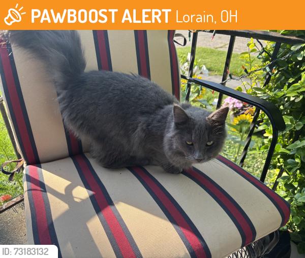 Found/Stray Unknown Cat last seen Oakwood park on Grove ave rt 57, Lorain, OH 44055