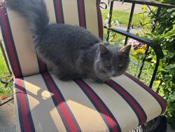Found/Stray Unknown Cat last seen Oakwood park on Grove ave rt 57, Lorain, OH 44055