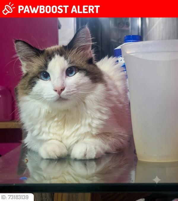 Lost Male Cat last seen Querétaro, Santiago de Querétaro, Qro. 76134