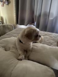 Found/Stray Male Dog last seen Lincoln and Edgemoor, Wichita, KS 67218