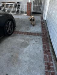 Reunited Unknown Dog last seen Elford and Yoder, Whittier, CA 90601