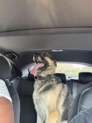 Reunited Male Dog last seen Liberty St, Trenton, NJ, USA, Trenton, NJ 08610