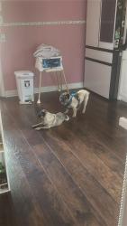 Reunited Male Dog last seen barkley st 77022, Houston, TX 77022