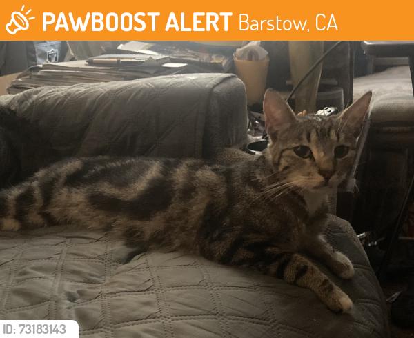 Found/Stray Female Cat last seen Avenue l, Barstow, CA 92311