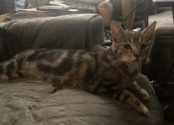 Found/Stray Female Cat last seen Avenue l, Barstow, CA 92311