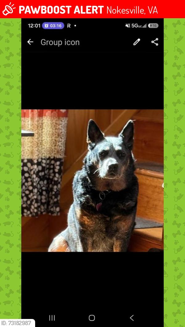 Lost Male Dog last seen Nokesville VA, Nokesville, VA 20181