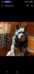 Lost Male Dog last seen Nokesville VA, Nokesville, VA 20181