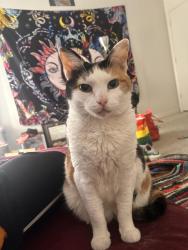 Lost Female Cat last seen Howell and 14th Ave, Seattle, WA 98122