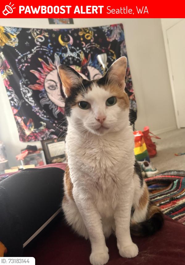 Lost Female Cat last seen Howell and 14th Ave, Seattle, WA 98122