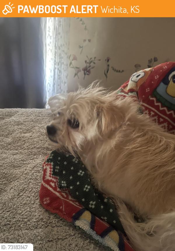 Found/Stray Male Dog last seen Lincoln snd Edgoor, Wichita, KS 67218