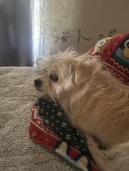 Found/Stray Male Dog last seen Lincoln snd Edgoor, Wichita, KS 67218